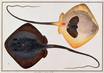 Raie épineuse, Parie Eetam, des dessins de poissons de Malacca, c.1805-18